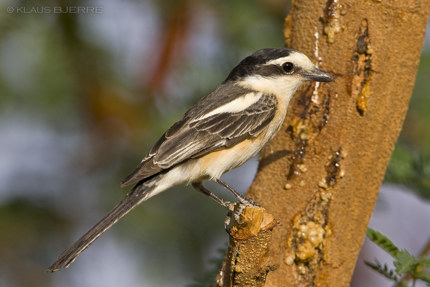 Masked Shrike_KBJ9887.jpg - Masked Shrike - Kibbutz Lotan